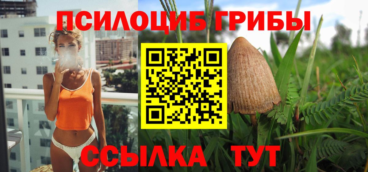 Псилоцибиновые грибы Psilocybe Северобайкальск
