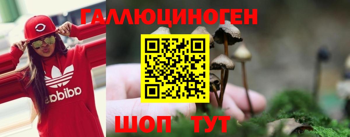 закладка  Вход с VPN  Северобайкальск  Галлюциногенные грибы Psilocybe 